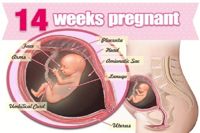 Sự phát triển của thai nhi 14 tuần tuổi