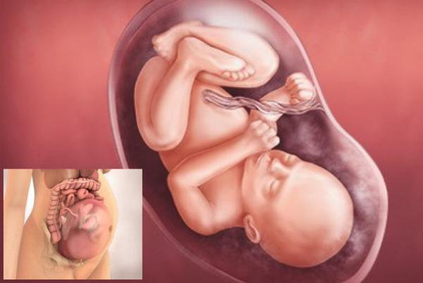 Sự phát triển của thai nhi khi được 32 tuần tuổi