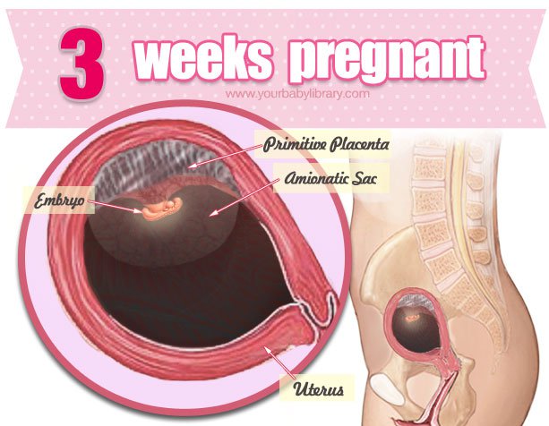 Bạn có biết thai nhi tuần thứ 3 phát triển như thế nào không?